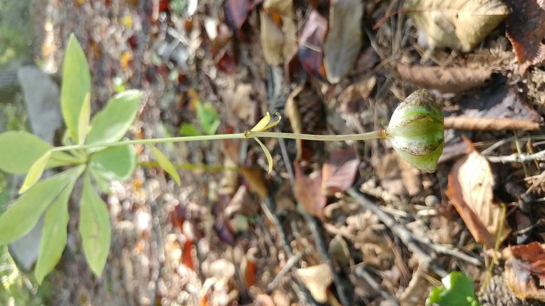 990FD94B5DBE6AE237017A