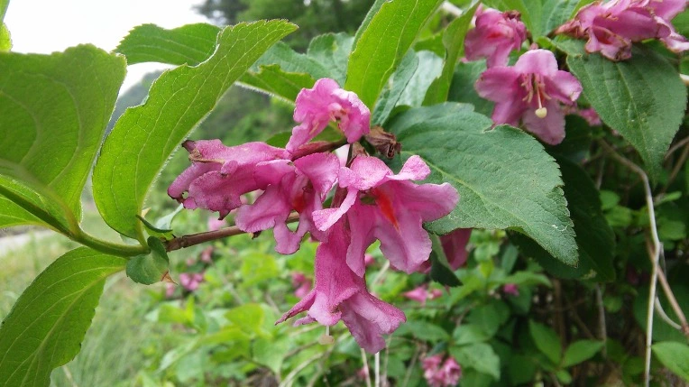 2175D24759155DCB1E2D8F