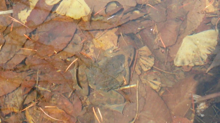 2601A3455502826525A631