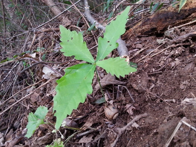 23190F4C543286F4162AE4