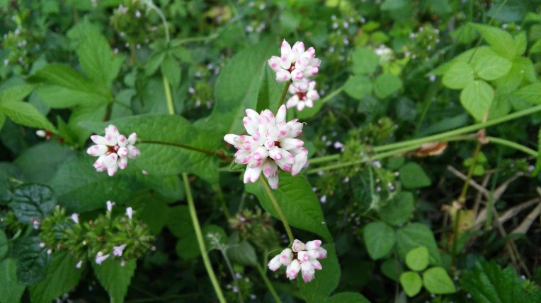 2620954C57D5E24D2F0E00