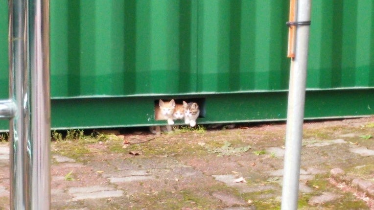 2666DA4C558F161A033349