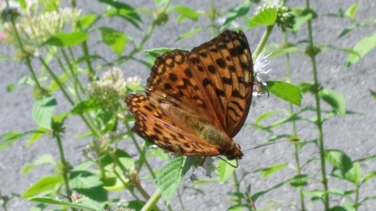 2639E73F5699F872073978