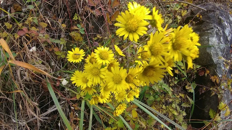 990B9E3C5BD6ADDB37DD9E