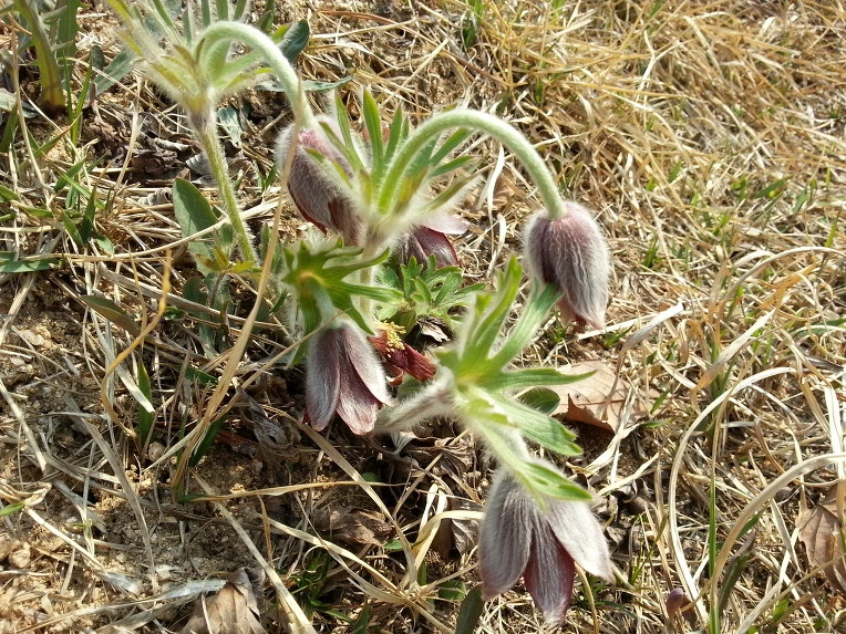 252FE445533A322909FA04