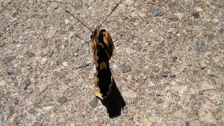 226E4F3B59339B57283A03