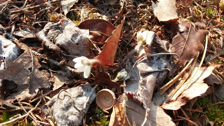 255E2C3456F7219F1A0645