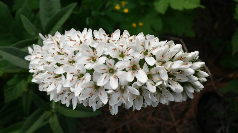 224A63345758ED592A3306