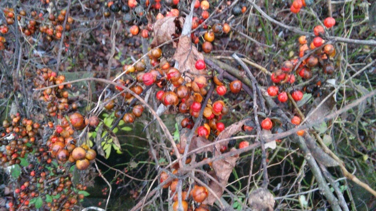 2519754A564999A51316C9