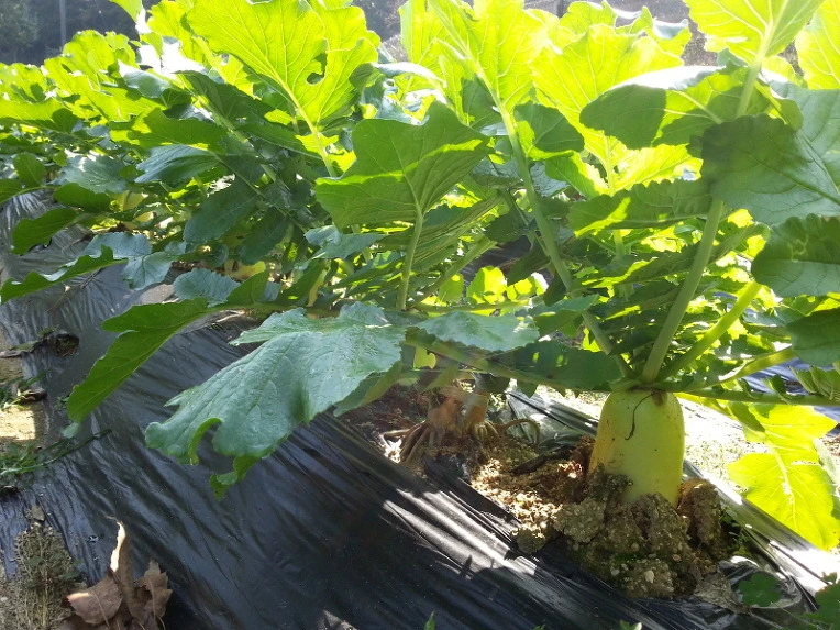 2707453A542419D013E41E