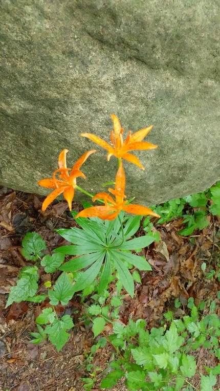 99182E335DBE5F4E2BC5CA