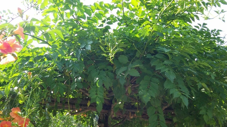 2750DA3C57BFDE1C33ADE8