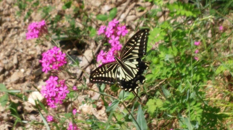 212FD34155E54B2333CA9F