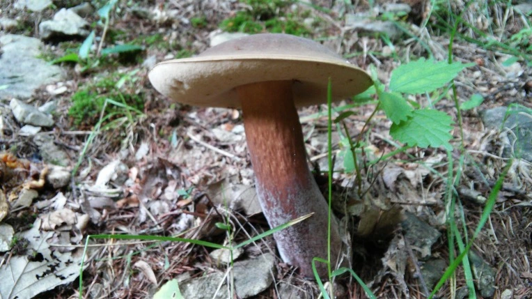 270BA64255E13F6910433C