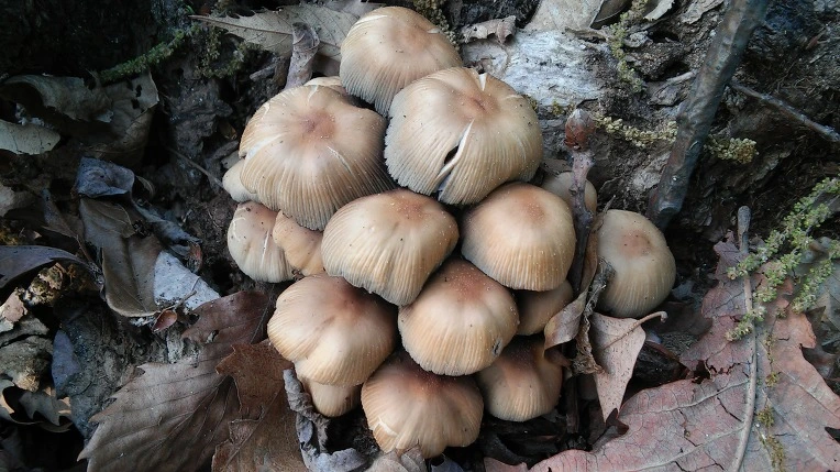 264885505722BCEC19312D