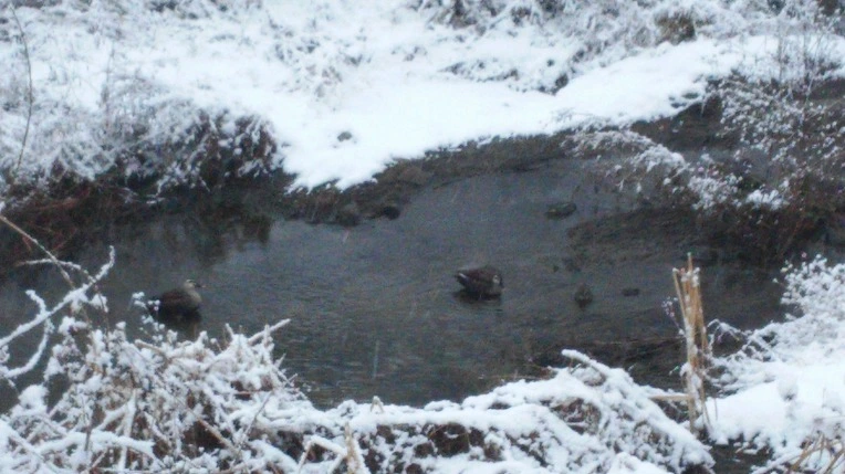 274B94335878ACA1042099