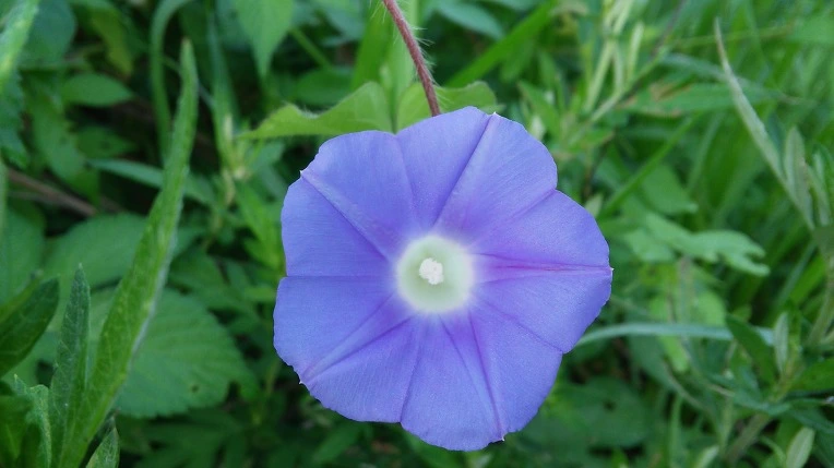 235E2E4757982E731056B9