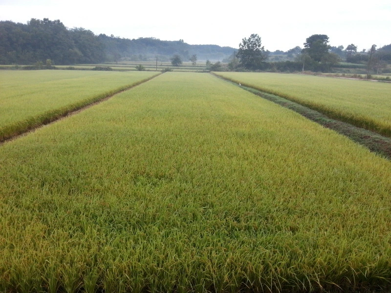 244EC246541A946F165774