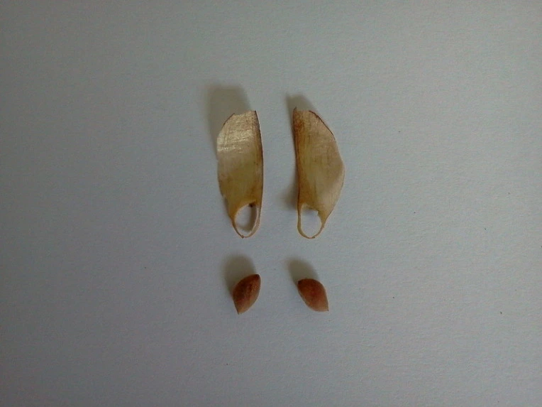 137F41534E4E41410F1B74