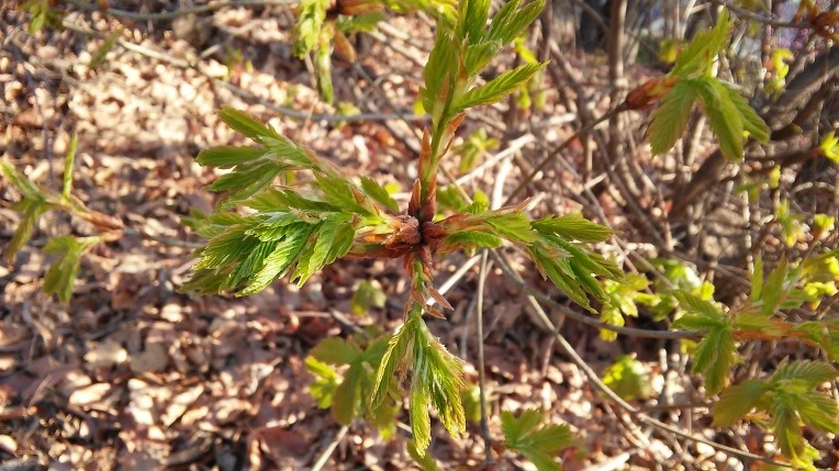 2238D448570366A50C81C9