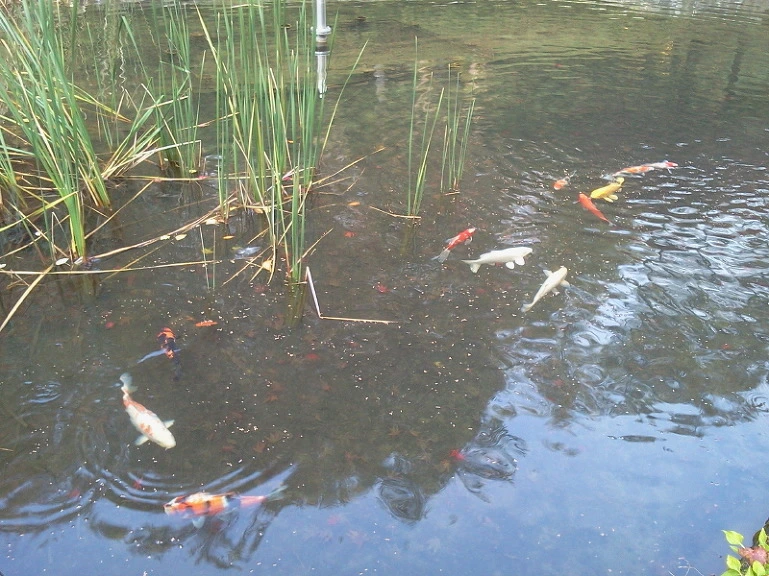 246CF335542418AB16FFDB