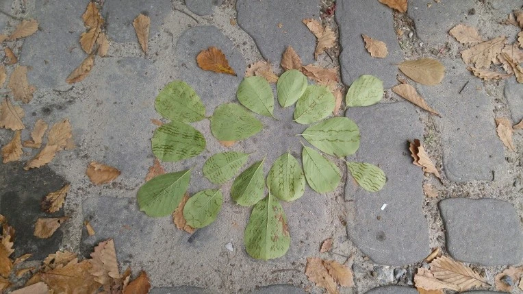 27495E39562A9F943D462D