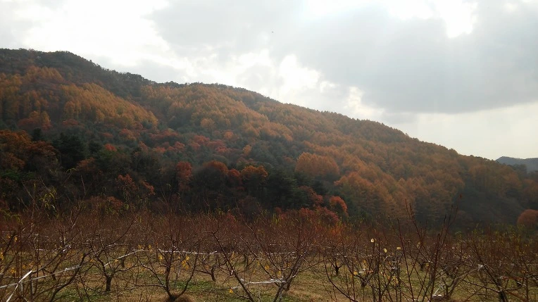 255AA635564315722942FA