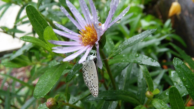 27382333597D0932176120