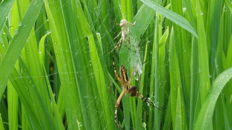 2714444857982C62116A6B