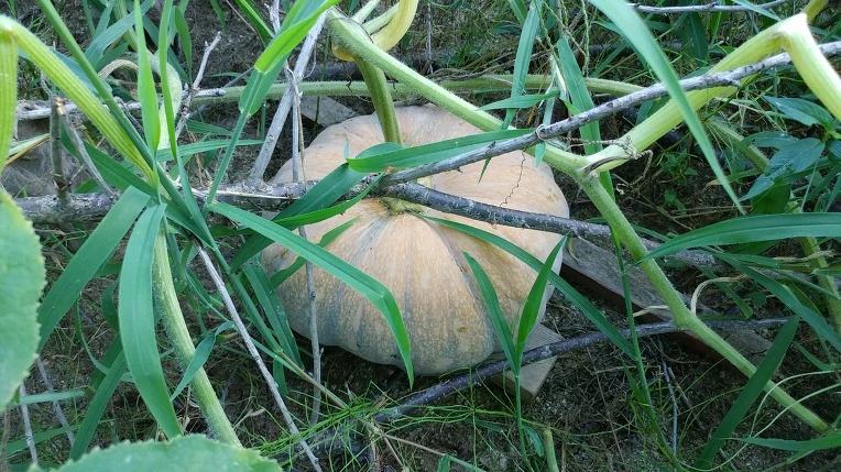 99AE36385B6F79920177A1