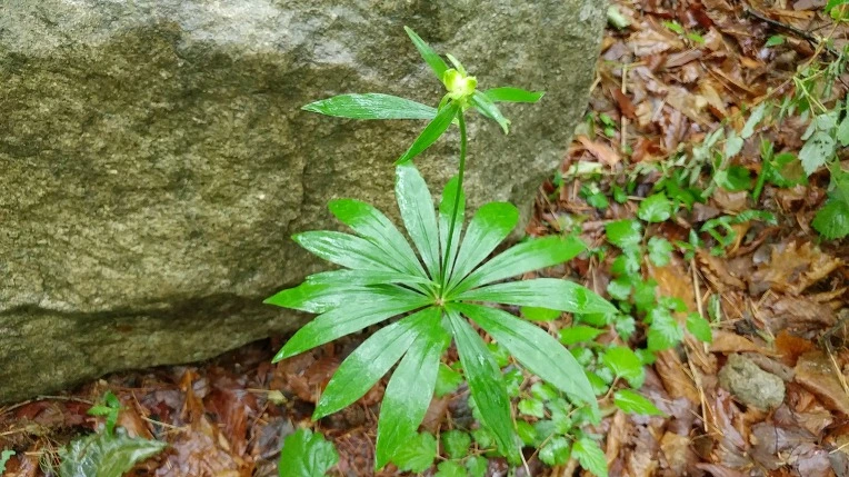 990B9C3B5DBE5F432F48FE