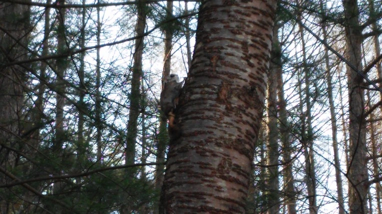 251AC43C551F524605AE1C