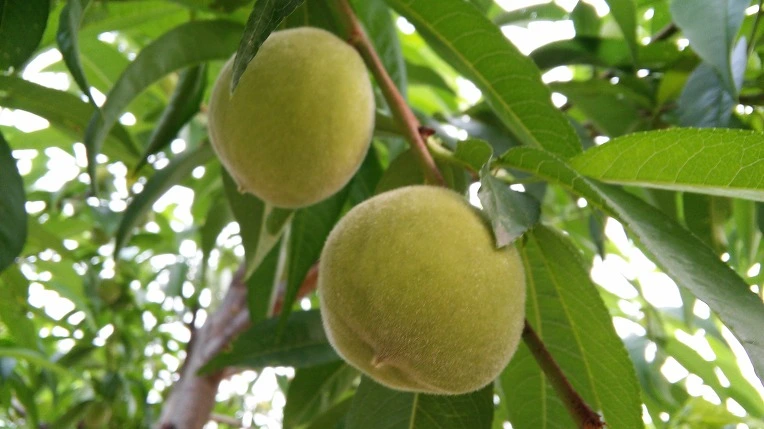 24559841574E5181326A7C