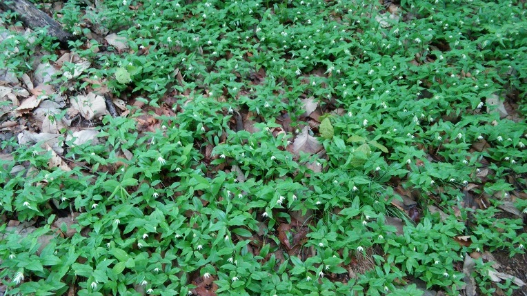 26634F4F571AD0BB0E5DDD