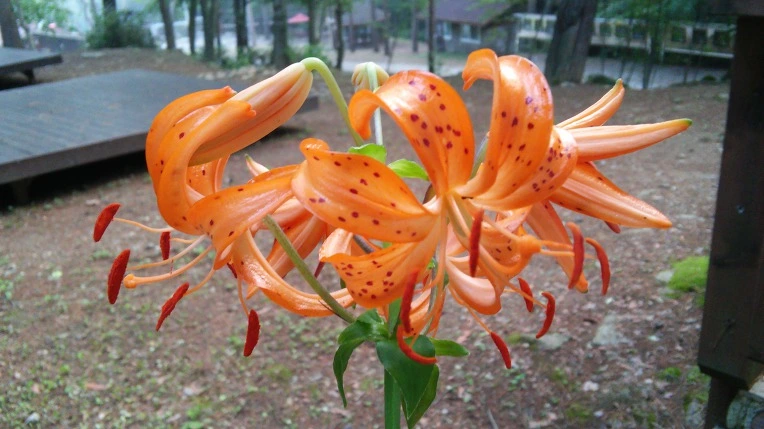 23C8443359791E0E270B7F