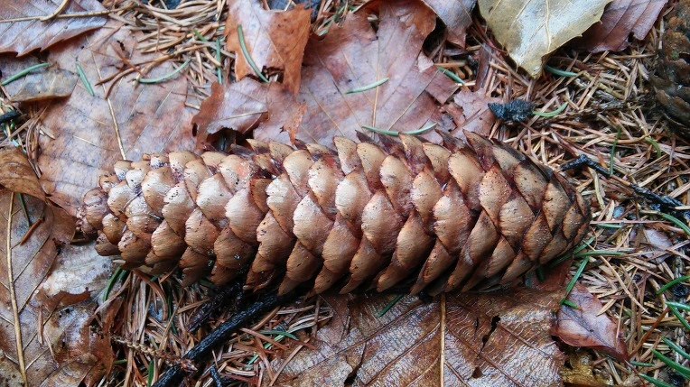 2658D63356EB9BCA12C3B0