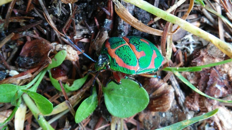 247BED3D59300A4828CADA