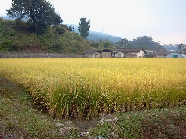 255AEC42587AEDF42EE4B9