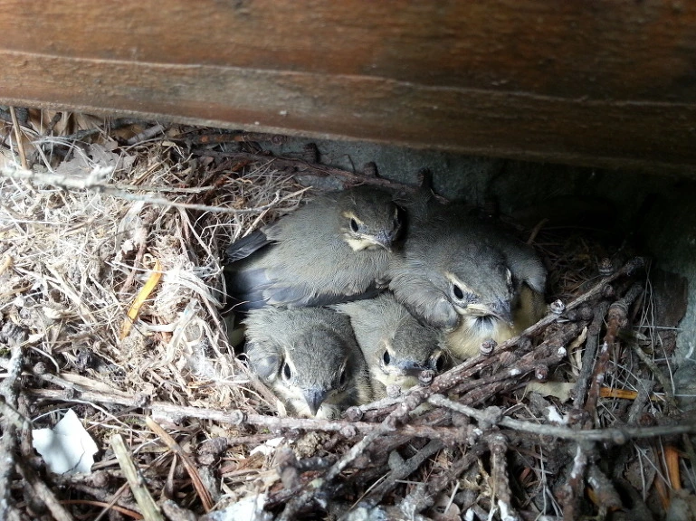 26295E45541BC05E2C50BD