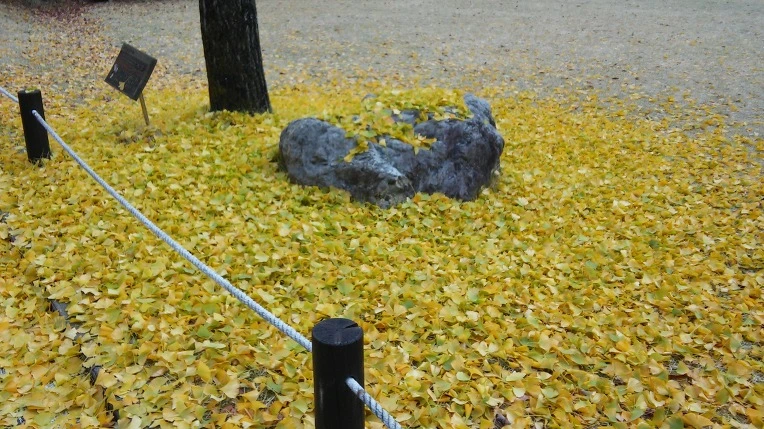 25238737563445FD1BAB7F