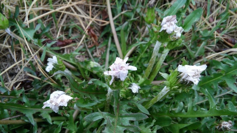 267E354E57059CE72BE9D5