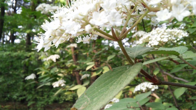 25624D4C57269774096C73