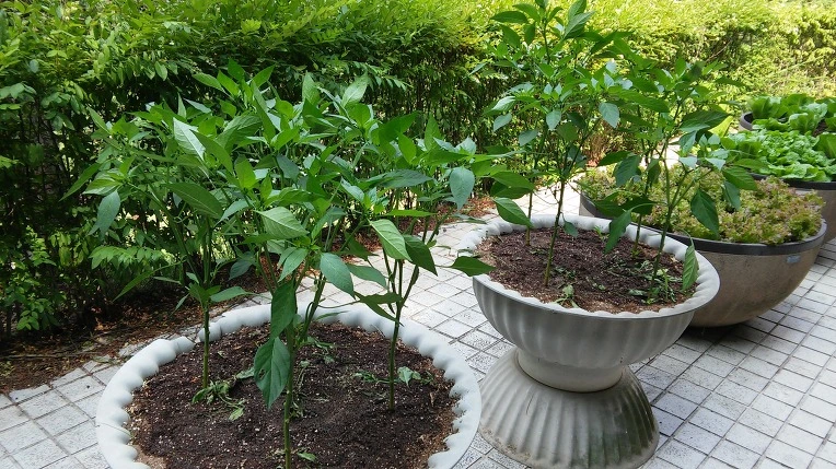 2564B6365577E3AE121644