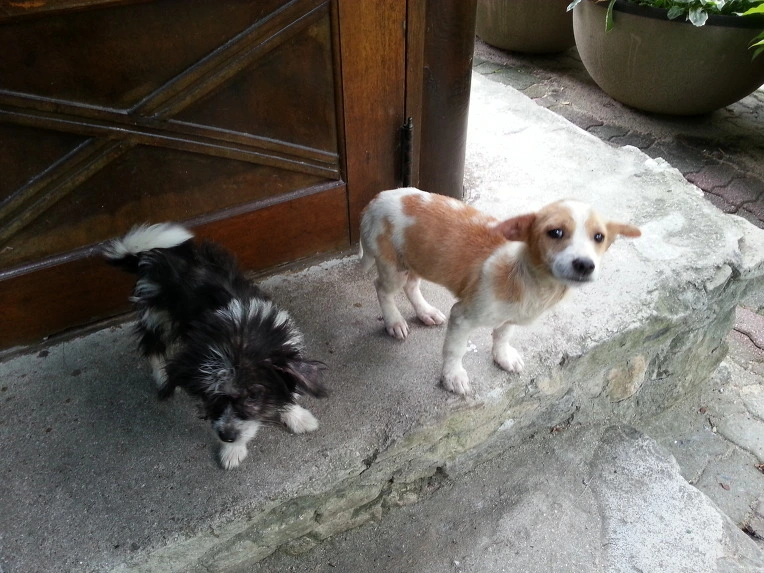 274B373951EB4FC016D4BF