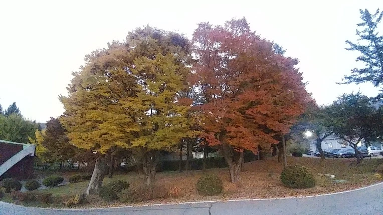 99D964395C2326B331C25B