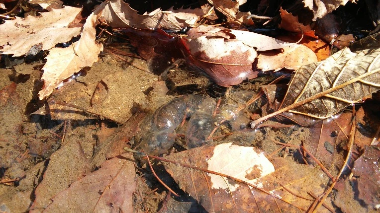 2248633B56F39141350DDB