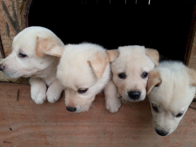 214F9C4D56946D331094F6