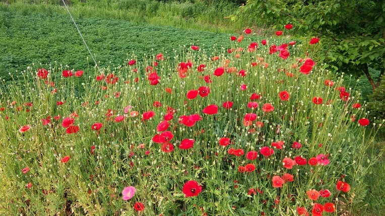 251D6635575A1F2704AE87