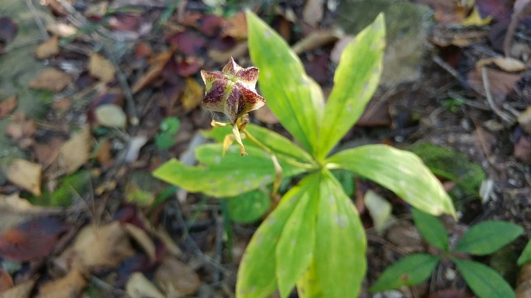 9975133A5DBE67D601B7EE