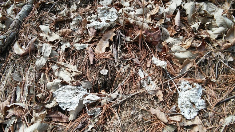 2626C13356F77584076B70